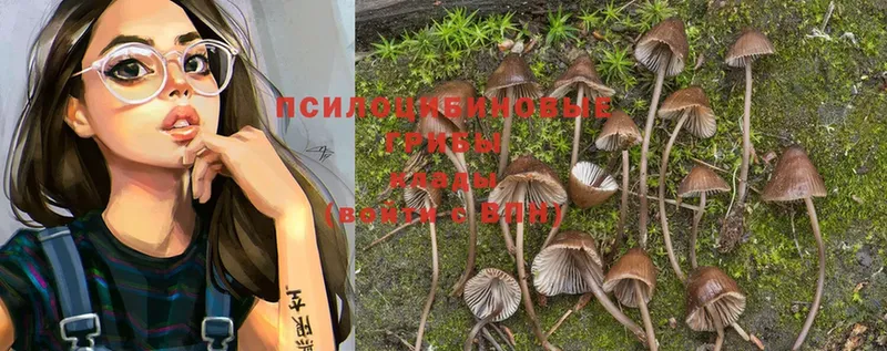 где купить   мега маркетплейс  Галлюциногенные грибы Psilocybe  Чистополь 